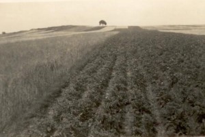 Po gradobiciu na tak zwanych Półćwiartkach - polach modliborzyckich, 8 VII 1954 r.,  Źródło: zdj. ze zbiorów Anny Kowalik (w arch. biblioteki)
